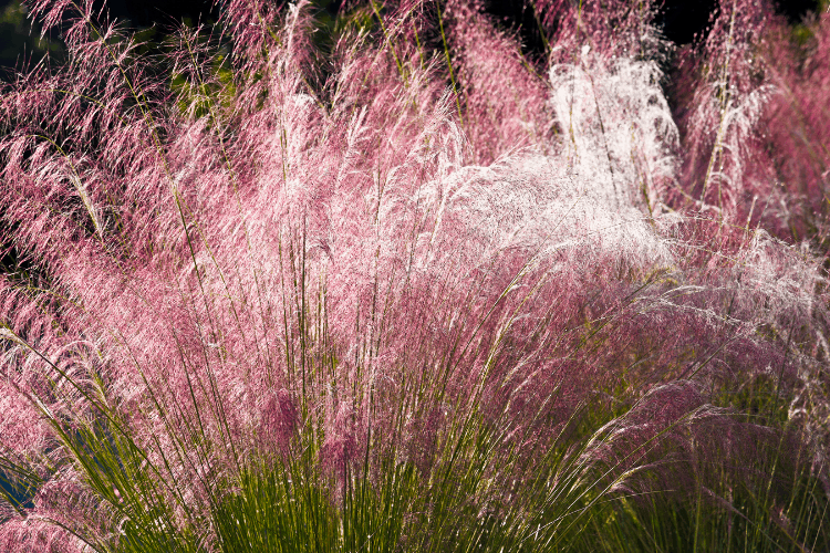 Pink Muhly Grass