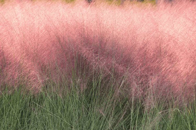 Pink muhly grass