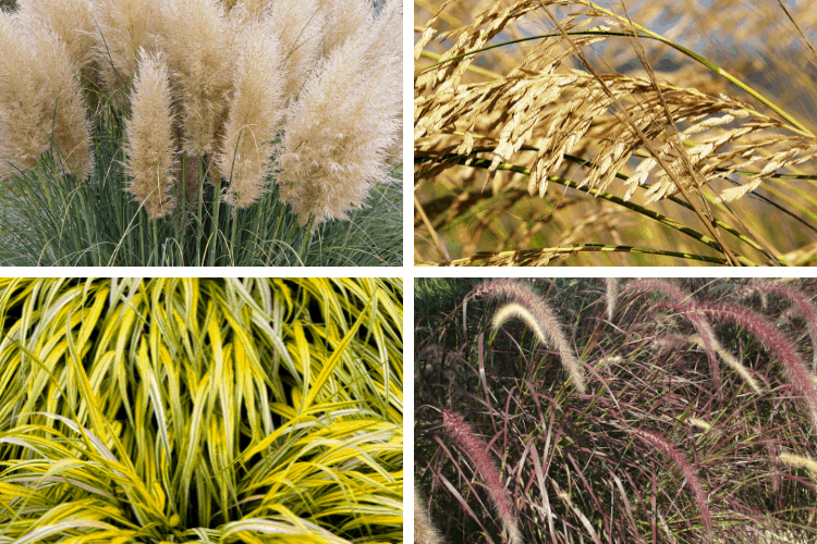 Collage of 4 Perennial Ornamental Grasses