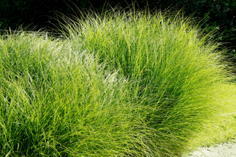 Perennial Ornamental Grass Miscanthus