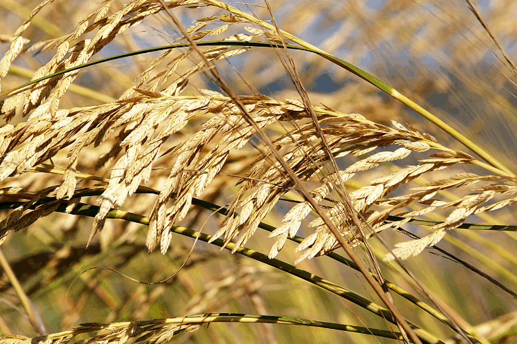 Northern sea oats ornamental grass