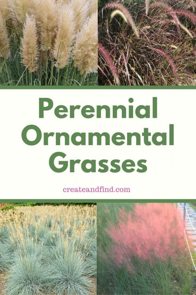 Image with text: perennial ornamental grasses