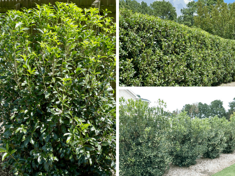 Tea Olive - a fall blooming shrub