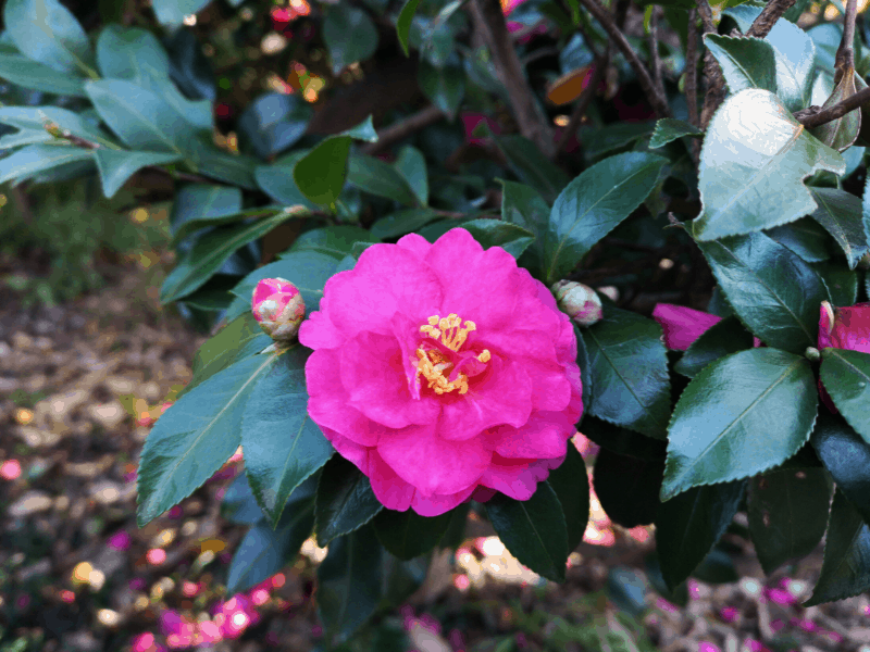 fall blooming shrub camellia sasanqua