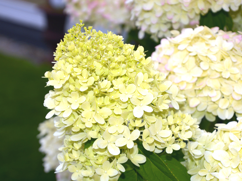 Blooming Limelight Hydrangea