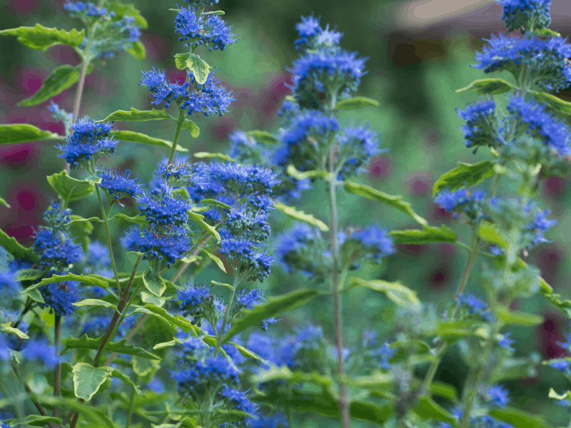 Blooming Sunshine Blue Bluebeard shrub