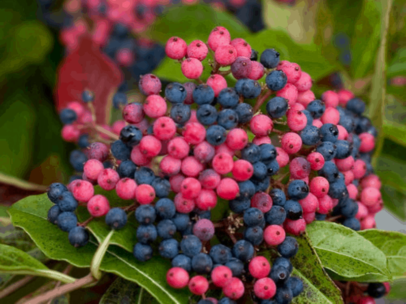 Viburnum blooming shrub