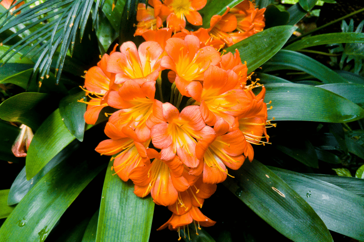 houseplants that can take colder temperatures - clivia