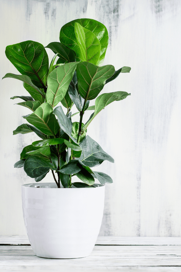 fiddle leaf fig