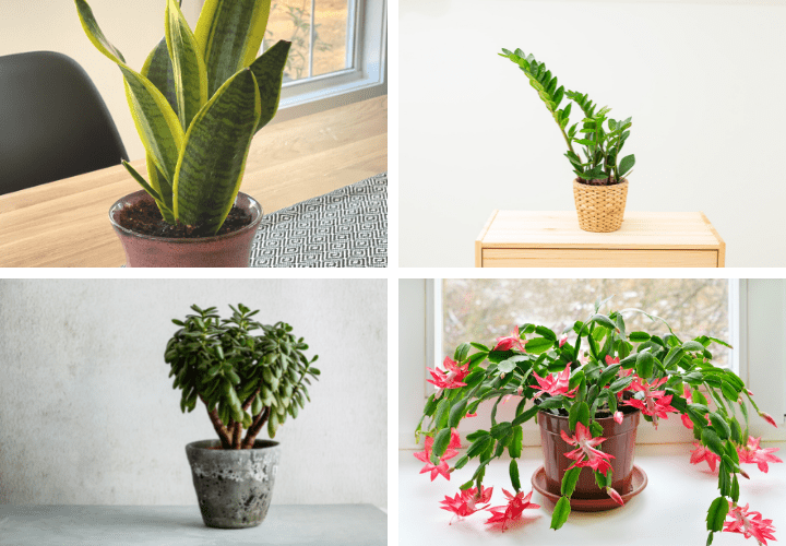 Image of 4 houseplants that can take cold temperatures