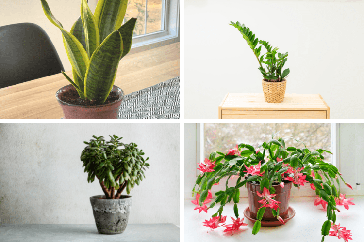 Image of 4 houseplants that can take cold temperatures