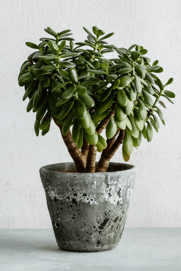 jade plant