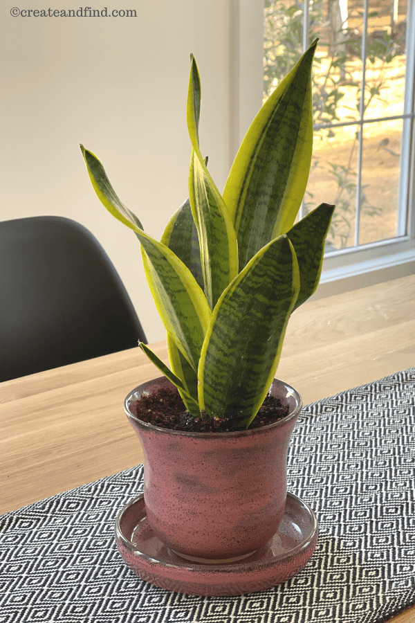 snake plant