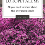 Image with text: Loropetalums - all you need to know about this evergreen shrub