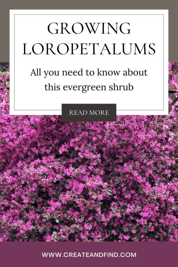 Image with text: Loropetalums - all you need to know about this evergreen shrub