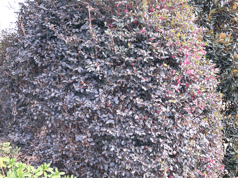 loropetalum foliage