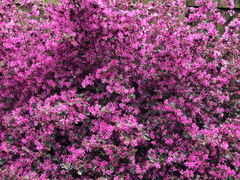 loropetalum blooming