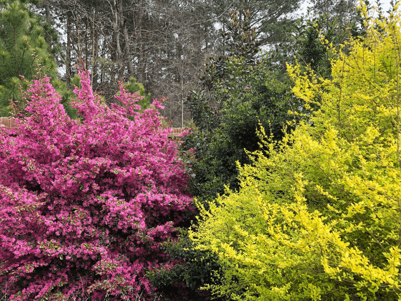 Loropetalum and Sunshine Ligustrum