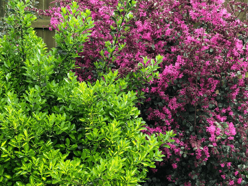 Loropetalum shrub blooming