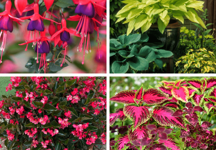 Collage of 4 plants for covered porches and patios