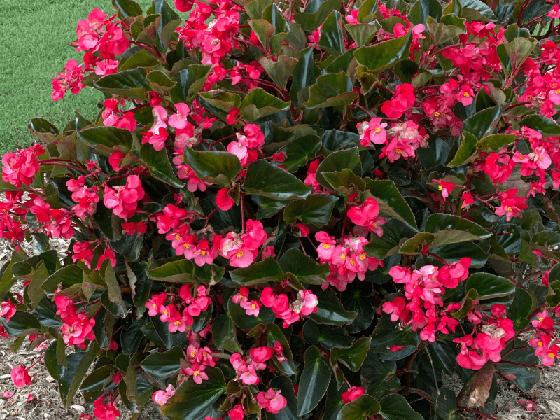 Begonia - a plant for shaded patios and porches