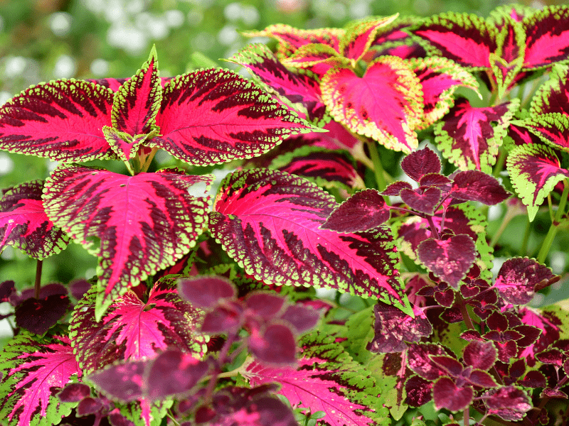 Coleus