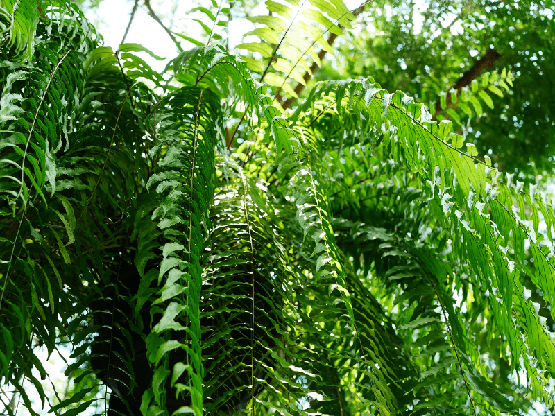 Close up of a fern