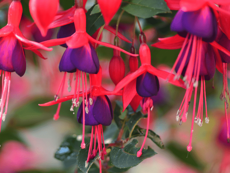 Fuschia plant