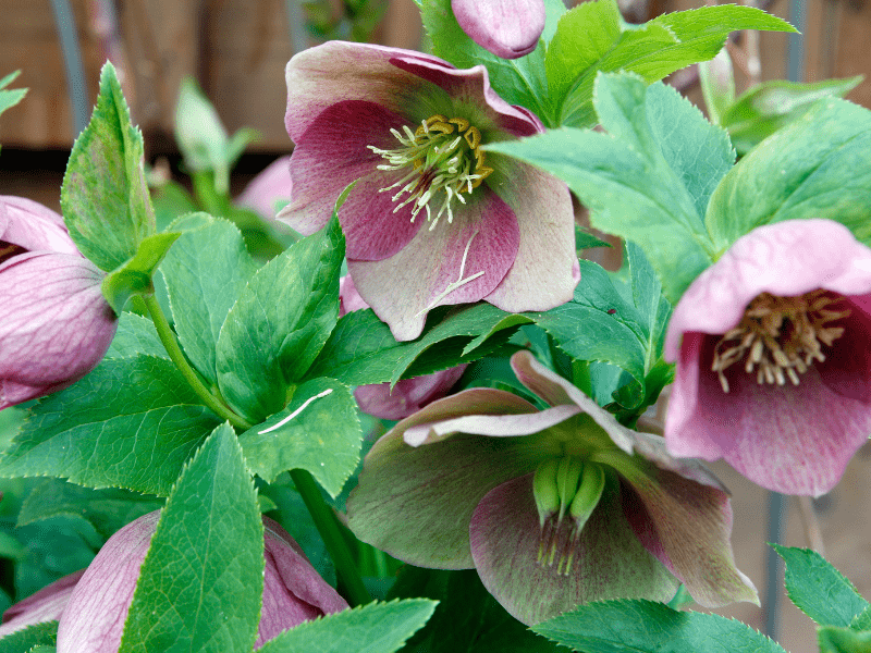 Hellebore flower