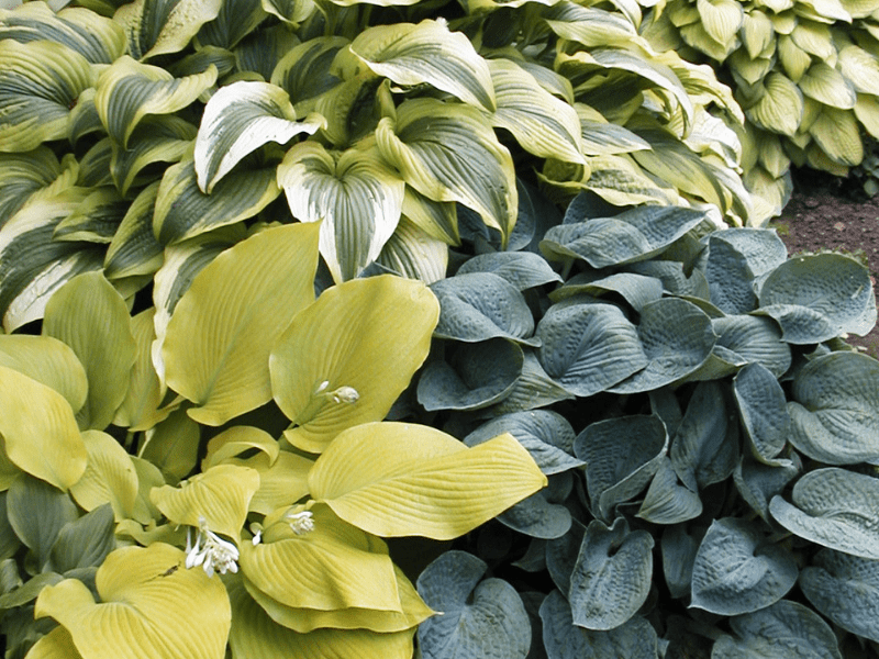 Hostas plants