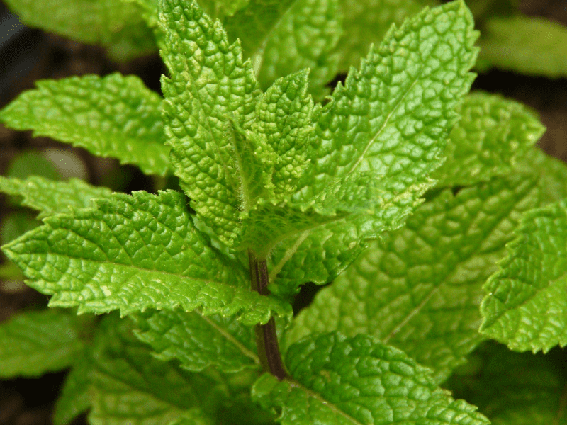 mint - a plant for covered patios or porches