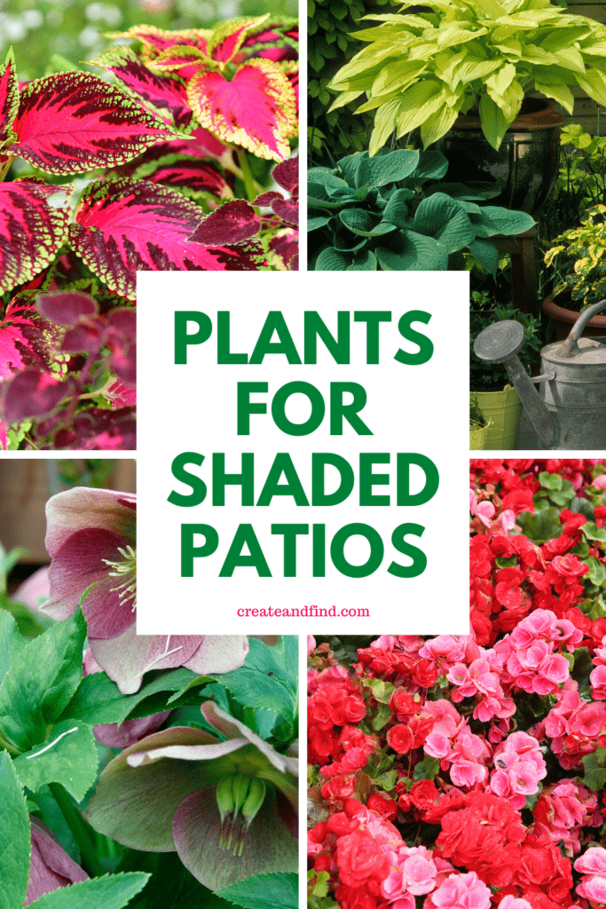 Image with text: Plants for shaded patios