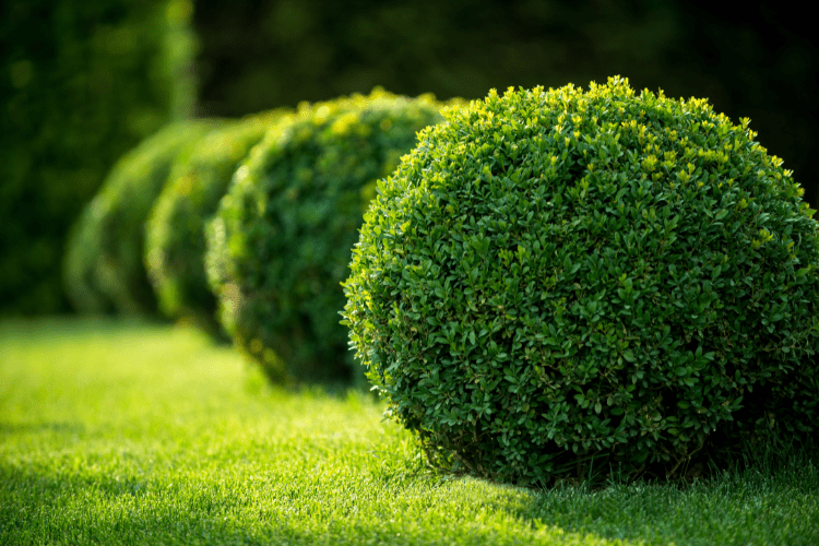 boxwood - a deer-resistant shrub