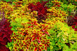 Surprising Coleus Deer Resistant Gallery