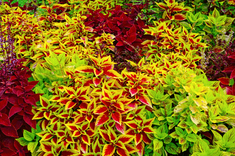 Coleus - a deer resistant plant