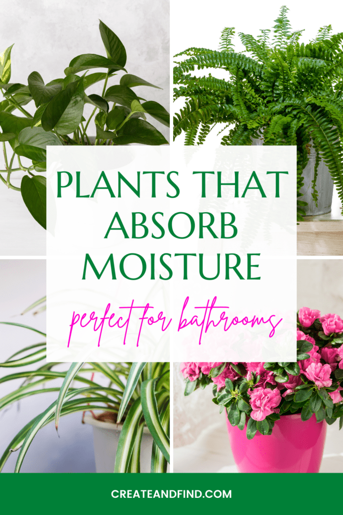 Image with text: plants that absorb moisture