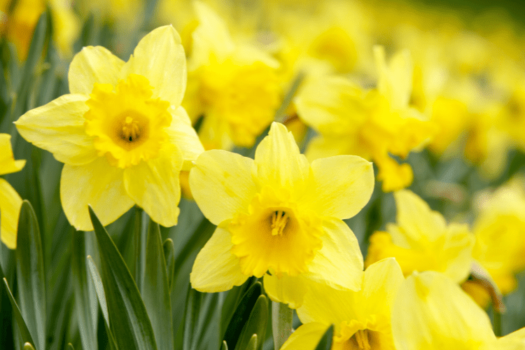 Daffodils