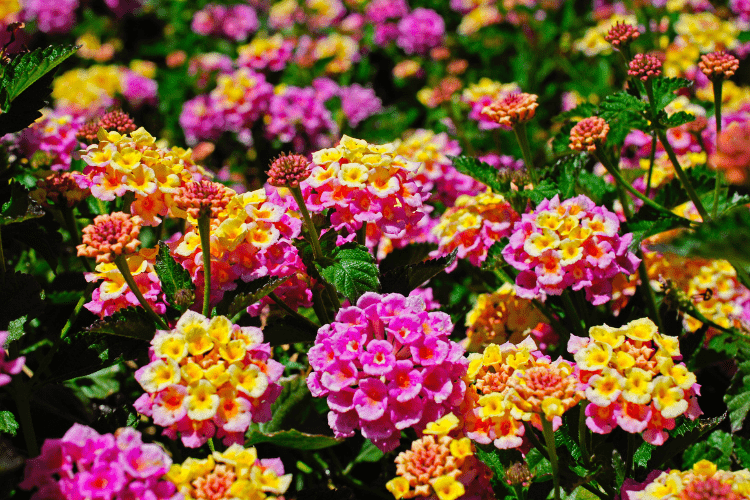 Lantana