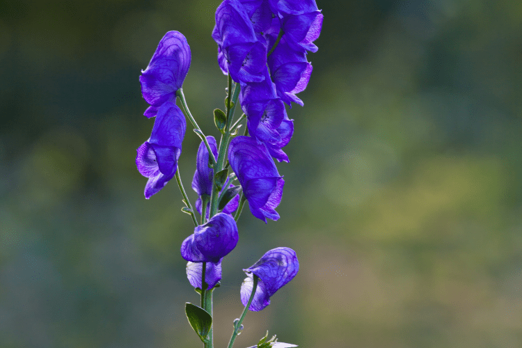 aconitum