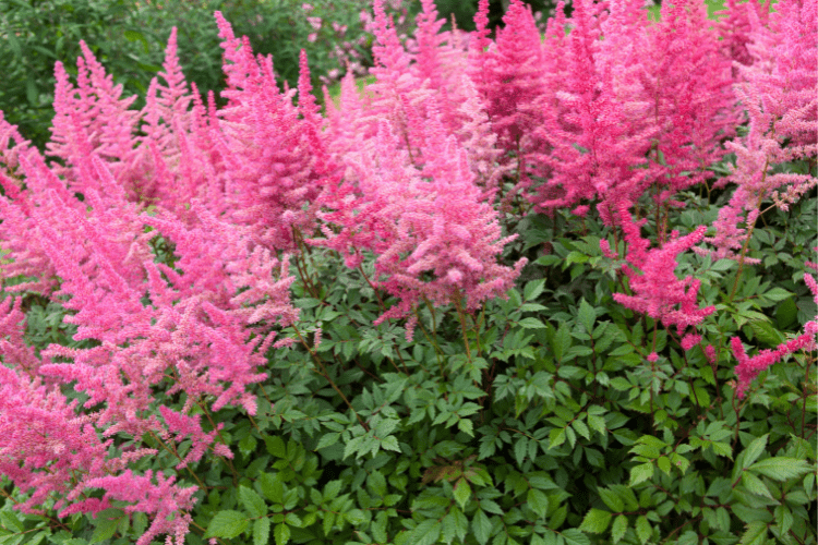 astilbe