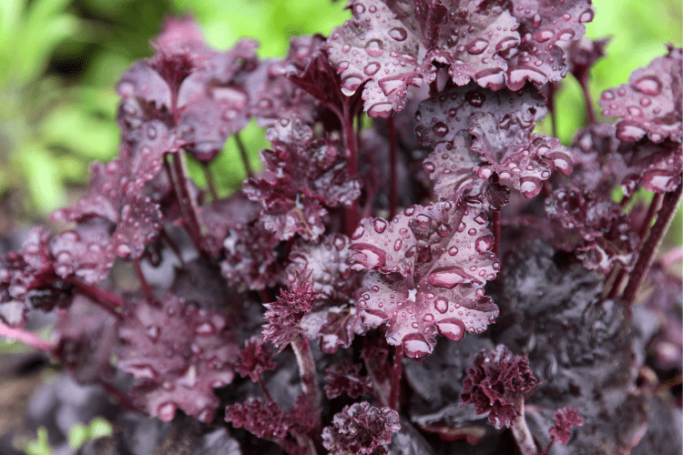 Coral bells