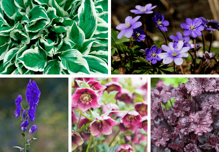 Collage of perennials that grow in shade