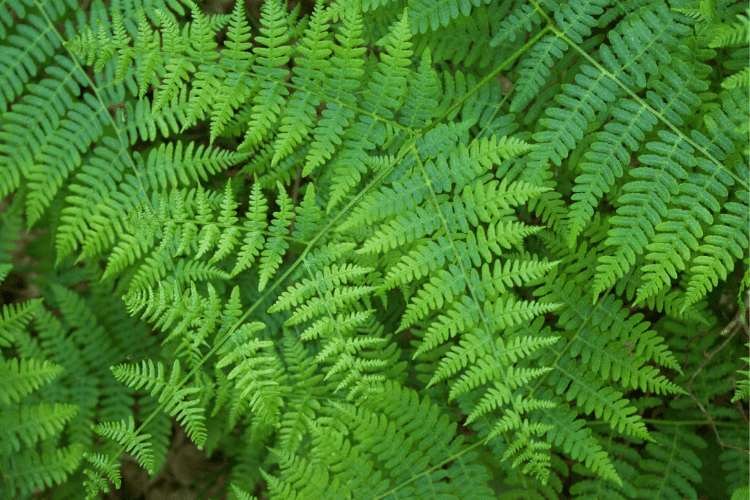 ferns