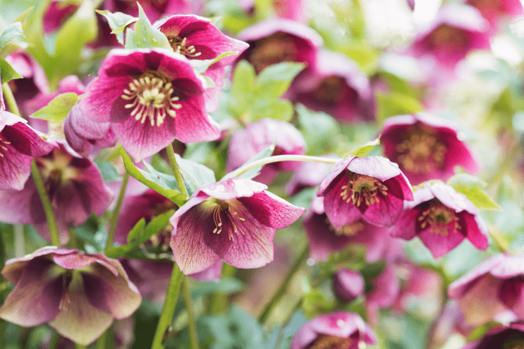 hellebore