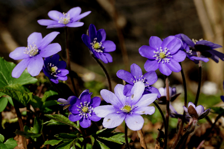 hepaticas