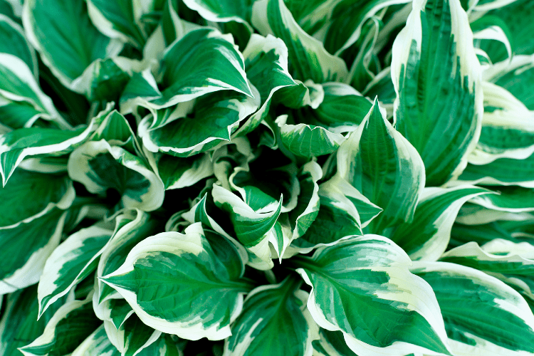 Hosta - a perennial that grows in shade