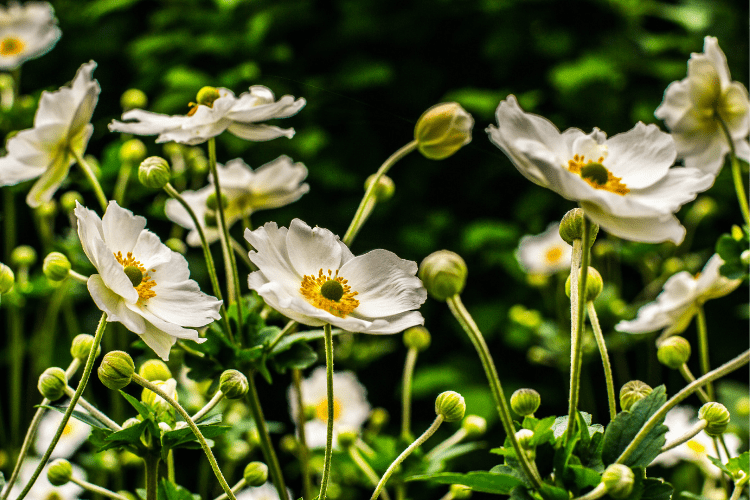 Japanese anemone