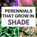 Image with text: Perennials that grow in shade