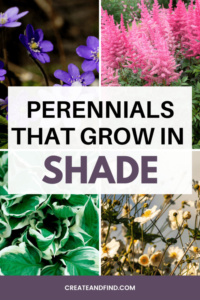 Image with text: Perennials that grow in shade