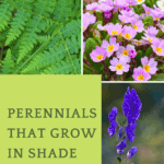 shade loving perennials